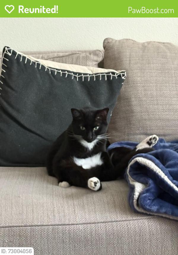 Reunited Male Cat last seen Spinnaker St., Silverdale, WA 98383