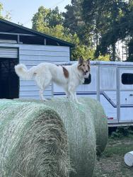 Lost Female Dog last seen Hortons pond, j and D tree pros, jeans grocery, Apex, NC 27523