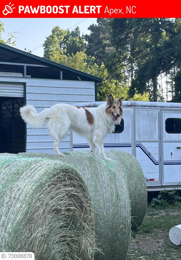 Lost Female Dog last seen Hortons pond, j and D tree pros, jeans grocery, Apex, NC 27523
