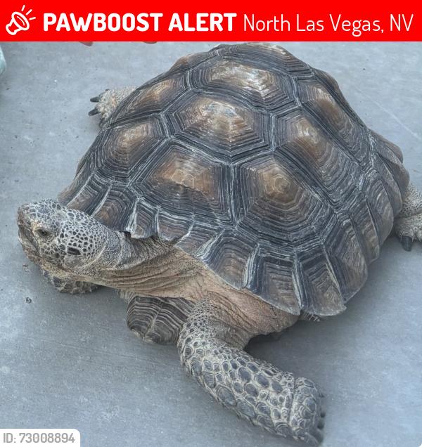 Lost Male Reptile last seen Tropical & Commerce, North Las Vegas, NV 89031