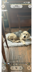 Lost Male Dog last seen Cathcart Ave and Hillman Ave , Orlando, FL 32803