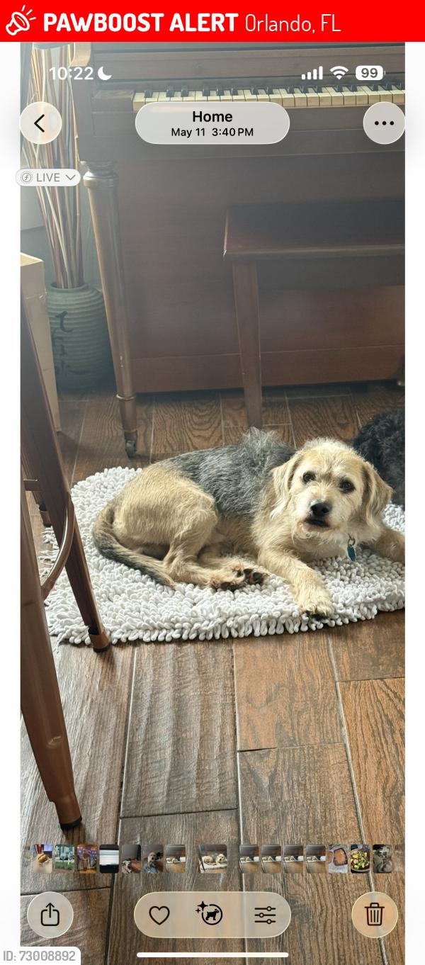 Lost Male Dog last seen Cathcart Ave and Hillman Ave , Orlando, FL 32803