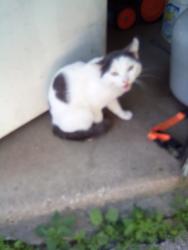 Found/Stray Unknown Cat last seen Alley between 13th and 12th streets, bounded in by Ohio and Euclid, Milwaukee, WI 53215