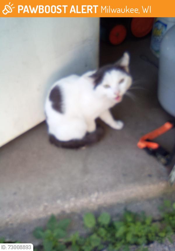 Found/Stray Unknown Cat last seen Alley between 13th and 12th streets, bounded in by Ohio and Euclid, Milwaukee, WI 53215