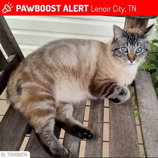 Lost Female Cat last seen Woods between Habitat for Humanity and Tractor Supply off of 321, Lenoir City, TN 37772