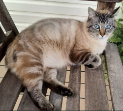 Lost Female Cat last seen Woods between Habitat for Humanity and Tractor Supply off of 321, Lenoir City, TN 37772