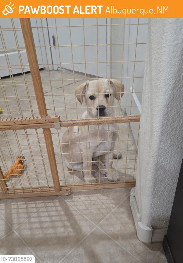 Found/Stray Male Dog last seen Coors & Central, Albuquerque, NM 87105