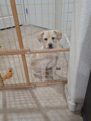 Found/Stray Male Dog last seen Coors & Central, Albuquerque, NM 87105