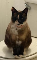 Lost Female Cat last seen Neas rd. And Caldwell Rd , Abilene, TX 79601