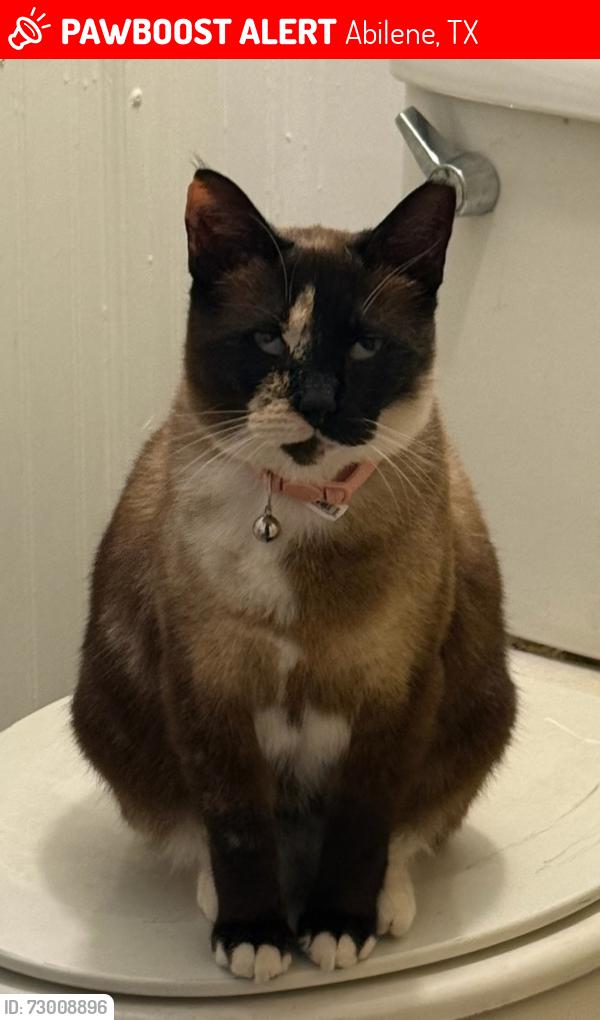 Lost Female Cat last seen Neas rd. And Caldwell Rd , Abilene, TX 79601