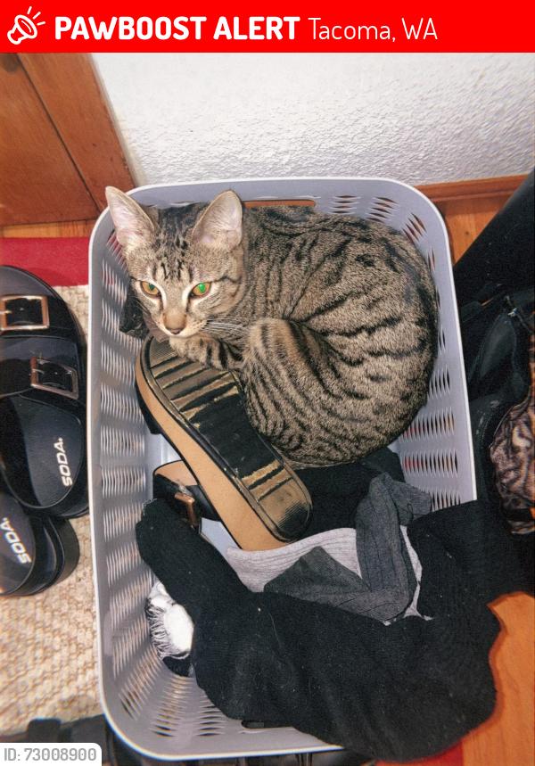 Lost Male Cat last seen Hosmer and 90th St, Tacoma Washington, Tacoma, WA 98444