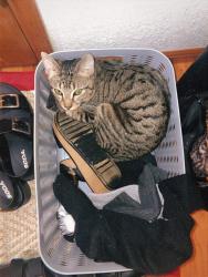Lost Male Cat last seen Hosmer and 90th St, Tacoma Washington, Tacoma, WA 98444