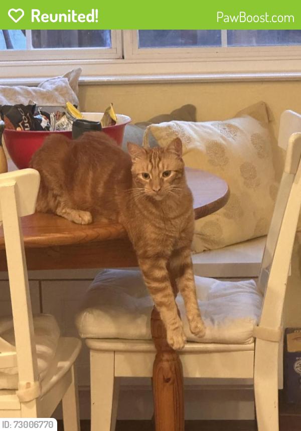 Reunited Male Cat last seen Near Perada dr , Walnut Creek, CA 94598