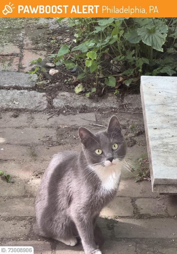 Found/Stray Unknown Cat last seen 23rd & Federal , Philadelphia, PA 19146