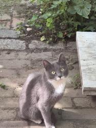 Found/Stray Unknown Cat last seen 23rd & Federal , Philadelphia, PA 19146