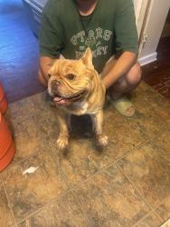 Found/Stray Male Dog last seen Near Jacqueline rd fort worth tx 76112, Fort Worth, TX 76112