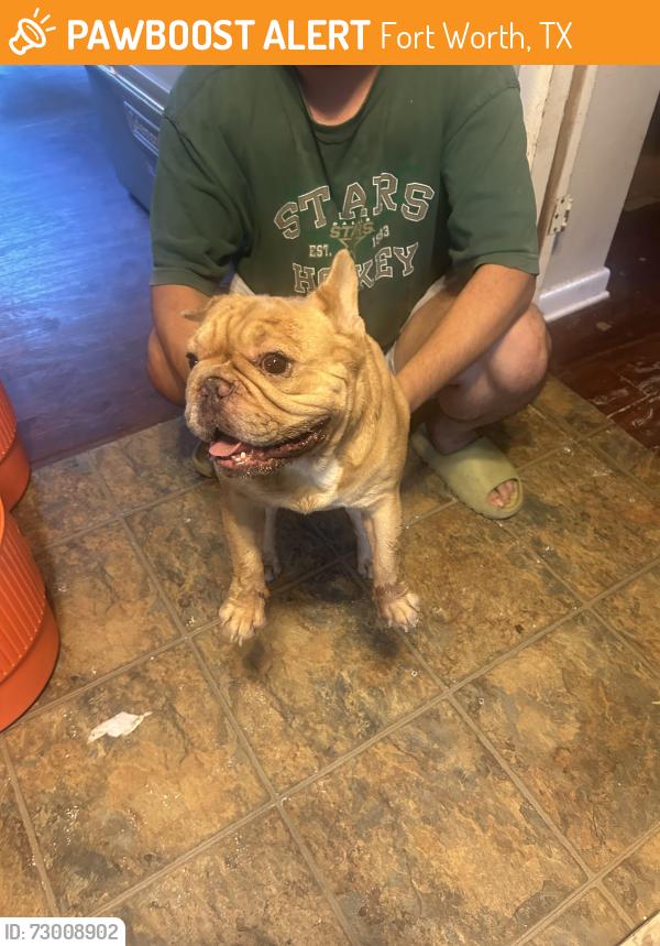 Found/Stray Male Dog last seen Near Jacqueline rd fort worth tx 76112, Fort Worth, TX 76112