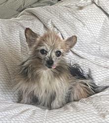 Lost Female Dog last seen Titus & Philadelphia St POMONA, Pomona, CA 91766