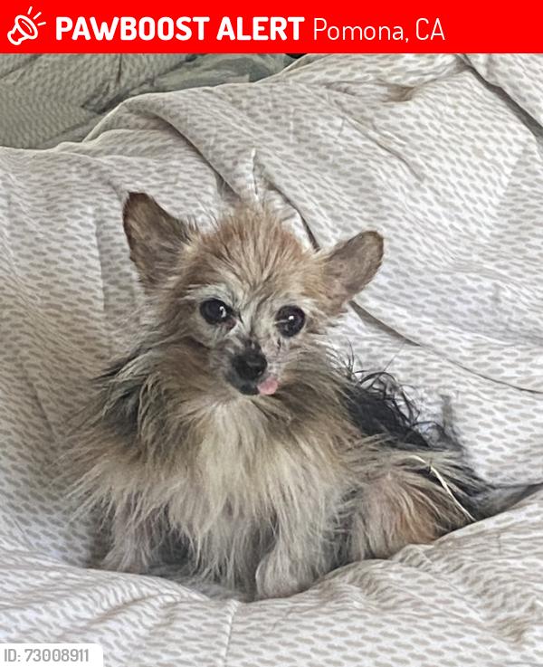 Lost Female Dog last seen Titus & Philadelphia St POMONA, Pomona, CA 91766