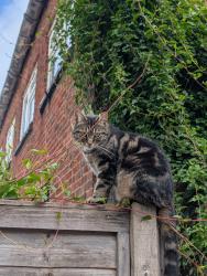 Reunited Female Cat last seen Petrol station , Cippenham, England SL1 6JP