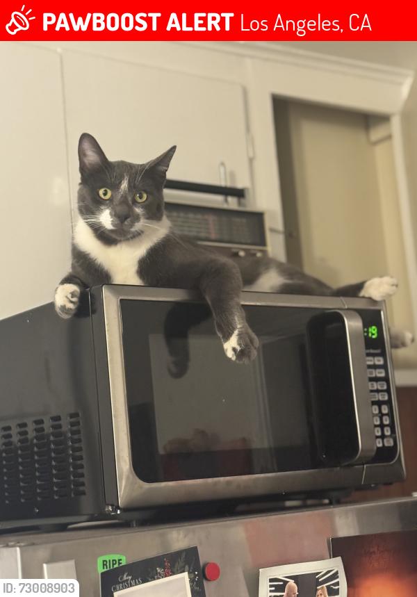 Lost Male Cat last seen Longfellow St and Ave 53rd, Los Angeles, CA 90042