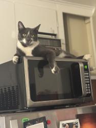 Lost Male Cat last seen Longfellow St and Ave 53rd, Los Angeles, CA 90042