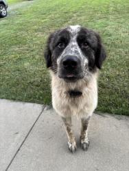 Found/Stray Male Dog last seen Forrest Green Farm, Louisa, VA 23093