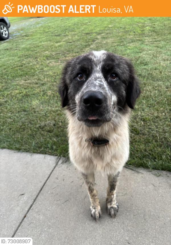 Found/Stray Male Dog last seen Forrest Green Farm, Louisa, VA 23093