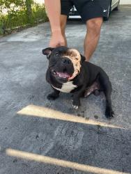 Reunited Male Dog last seen E 46 St and 1 Avenue, Hialeah, FL 33013