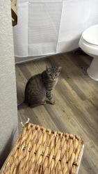 Lost Female Cat last seen Apartamento , Orlando, FL 32839