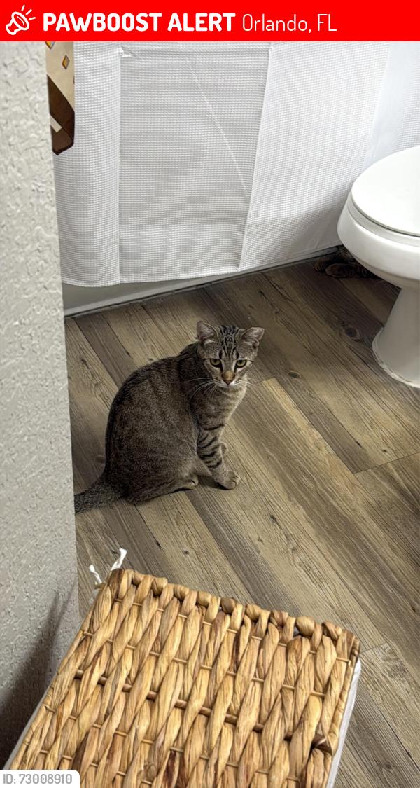Lost Female Cat last seen Apartamento , Orlando, FL 32839