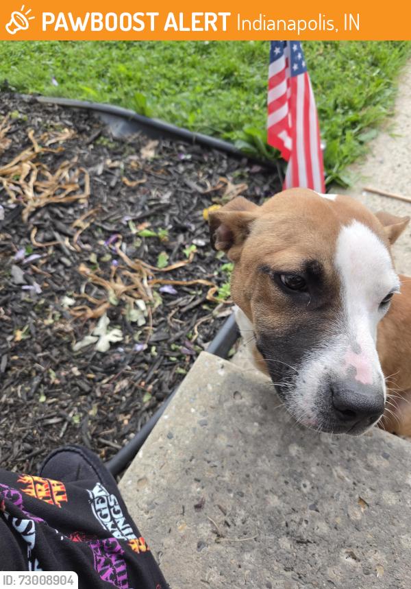 Found/Stray Male Dog last seen INDPLS USPS DIST CYR, Indianapolis, IN 46219