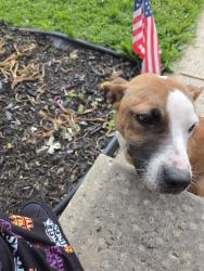 Found/Stray Male Dog last seen INDPLS USPS DIST CYR, Indianapolis, IN 46219