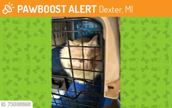 Found/Stray Unknown Cat last seen Dexter Highschool , Dexter, MI 48130