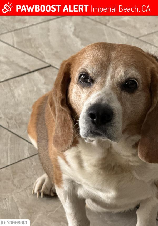 Lost Male Dog last seen Imperial beach blvd, Imperial Beach, CA 91932