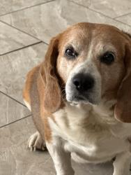 Lost Male Dog last seen Imperial beach blvd, Imperial Beach, CA 91932