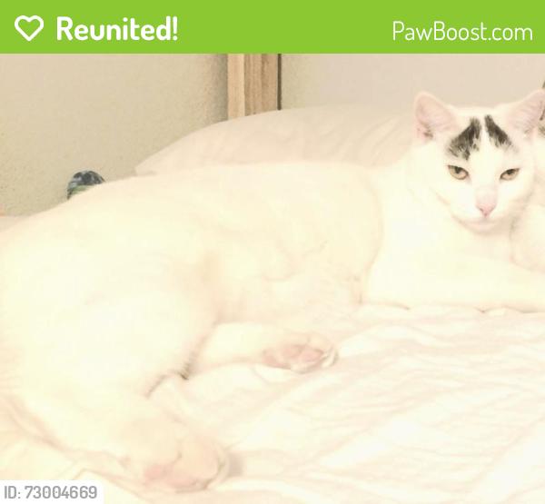 Reunited Female Cat last seen Flintlock/chuckwagon ave, Boise, ID 83713
