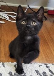 Shelter Stray Male Cat last seen Highland Ave and 30th, KCMO, 64109, 64109, MO, 7077 Elmwood Ave, Kansas City, MO 64132, USA