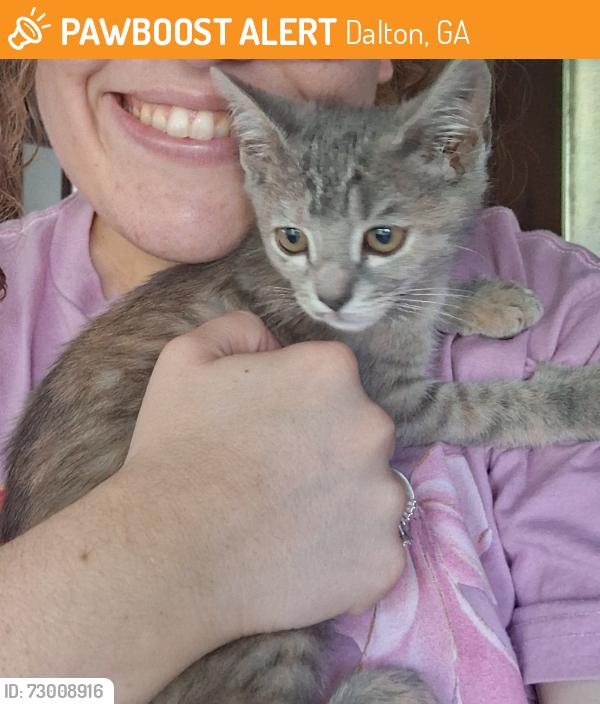 Found/Stray Female Cat last seen Threadmill Road, Grace Presbyterian Church, Dalton, GA 30720