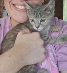 Found/Stray Female Cat last seen Threadmill Road, Grace Presbyterian Church, Dalton, GA 30720