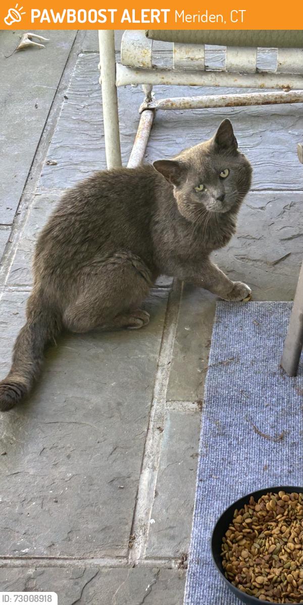 Found/Stray Unknown Cat last seen Flower St , Meriden, CT 06451