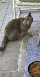 Found/Stray Unknown Cat last seen Flower St , Meriden, CT 06451