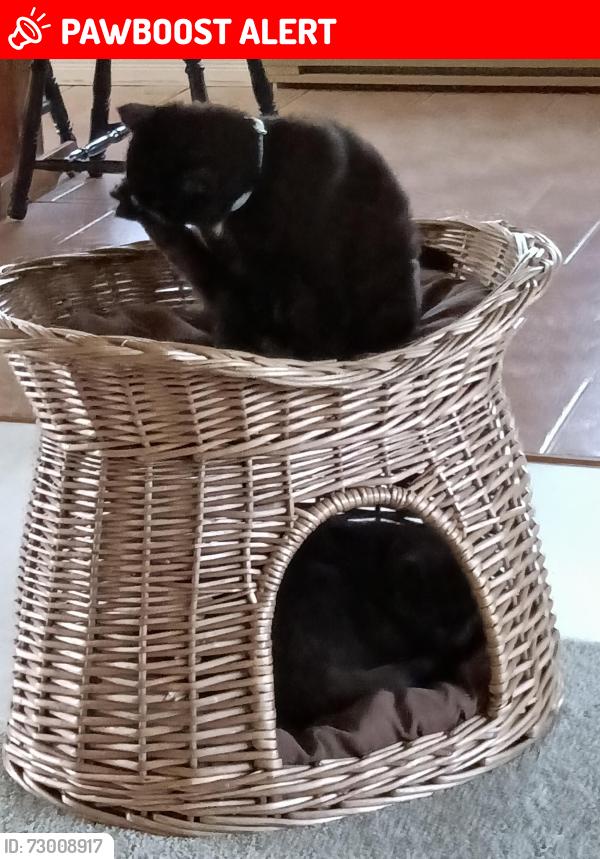Lost Female Cat last seen Kingsway , Quispamsis, NB E2G 1C1