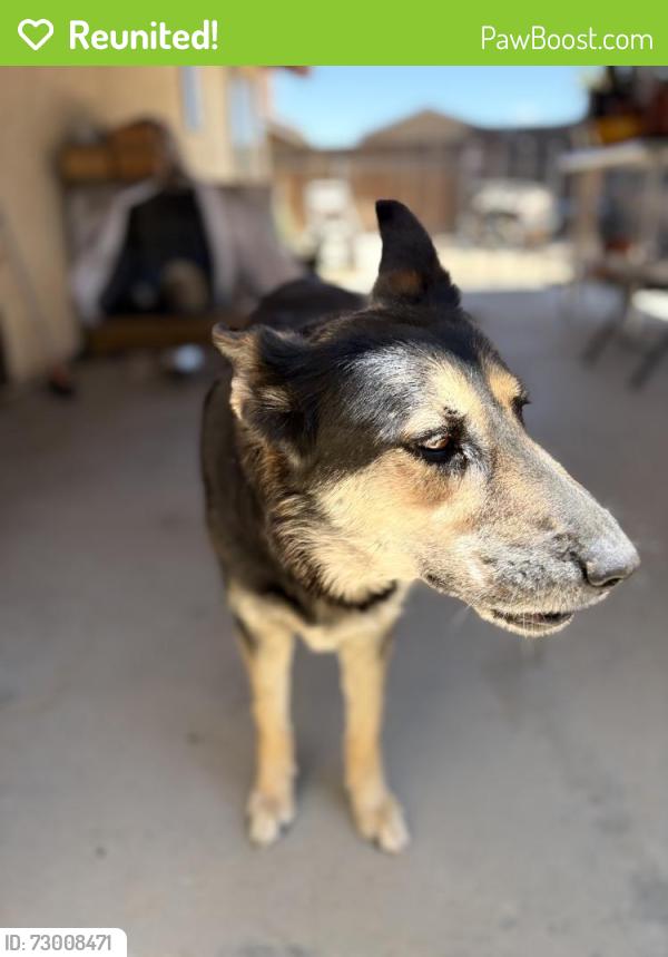 Reunited Female Dog last seen Escondido Ave , Hesperia, CA 92344