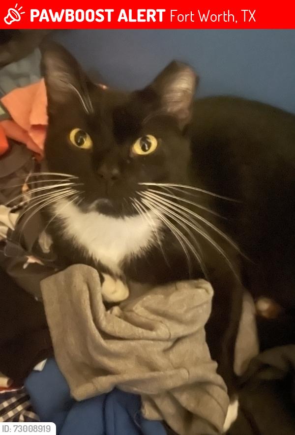 Lost Male Cat last seen Near random terrance, Fort Worth, TX 76112