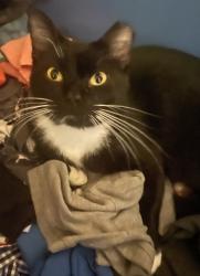 Lost Male Cat last seen Near random terrance, Fort Worth, TX 76112