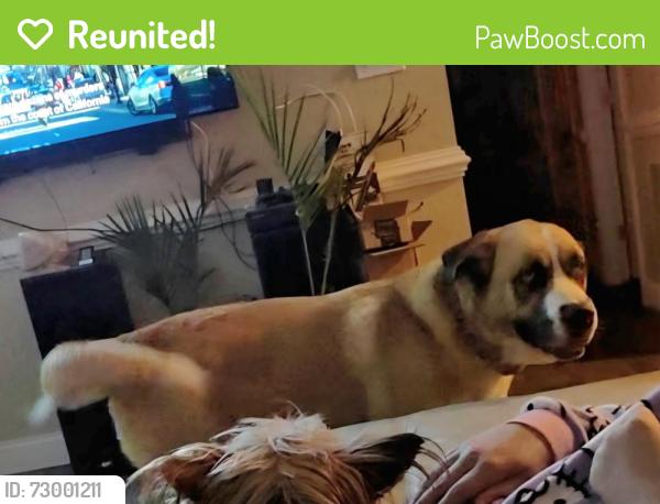 Reunited Female Dog last seen Azalea Garden Rd, Norfolk, VA 23518