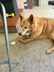 Reunited Female Dog last seen Curley Ln Seymour TN, Seymour, TN 37865
