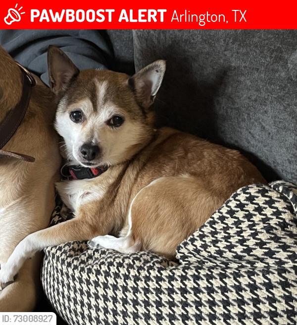Lost Male Dog last seen The Cul-de-sac on Parkcrest Terrace, Arlington, TX 76012