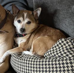 Lost Male Dog last seen The Cul-de-sac on Parkcrest Terrace, Arlington, TX 76012